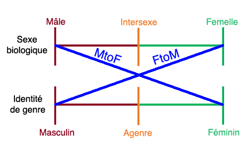 rencontre trans ftm